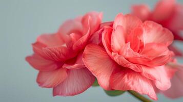 närbild av en rosa begonia med delikat kronblad och blommig mjukhet i blomma foto