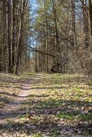 landskap skott av de skog. natur foto