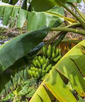 skott av de grön kuban bananer. växter foto