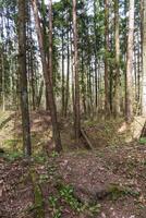 landskap skott av de skog. natur foto