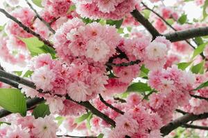 selektiv fokus av skön grenar av rosa körsbär blommar på de träd. skön sakura blommor under vår säsong i de parkera, flora mönster textur, natur blommig bakgrund foto