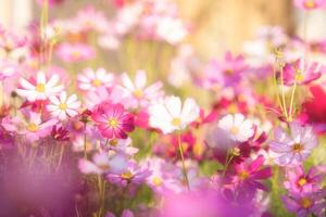 kosmos blommor i de trädgård med solljus. årgång tona foto