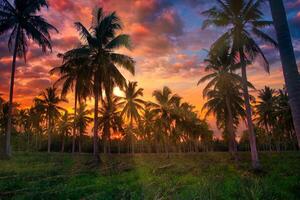 silhuett kokos handflatan träd på trädgård på solnedgång. årgång tona. foto