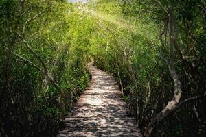 trä- bro i mangrove skog på dagtid foto
