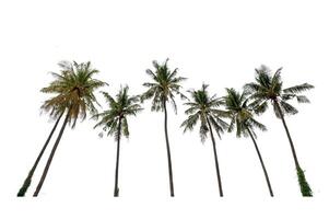 kokos träd isolerat på vit bakgrund med klippning väg foto