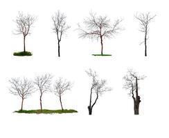 samling av träd, bladlösa träd isolerat på vit bakgrund med klippning väg foto