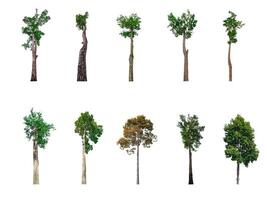 samling av träd, träd isolerat på vit bakgrund med klippning väg foto