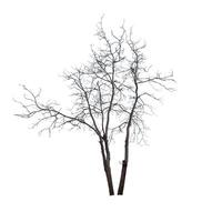 bladlösa träd isolerat på vit bakgrund. foto