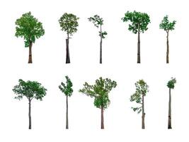 samling av träd, träd isolerat på vit bakgrund med klippning väg foto
