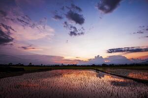 bred ris fält och kväll himmel efter solnedgång med färgrik moln. foto