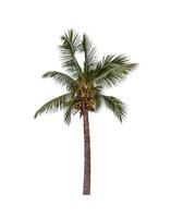 enda kokos träd isolerat på en vit bakgrund foto