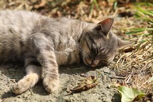 en grå katt basks i de Sol foto