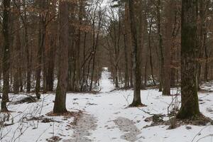 snöig väg genom vinter- trän foto