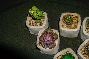 topp se av en grupp av små kaktus blommor i en vit pott. foto