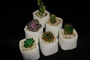 topp se av en grupp av små kaktus blommor i en vit pott. foto