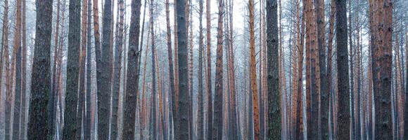 panorama av tall höst dimmig skog. rader av tall trunkar höljd i dimma på en molnig dag. foto