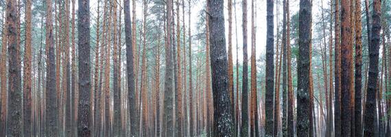 panorama av tall höst dimmig skog. rader av tall trunkar höljd i dimma på en molnig dag. foto