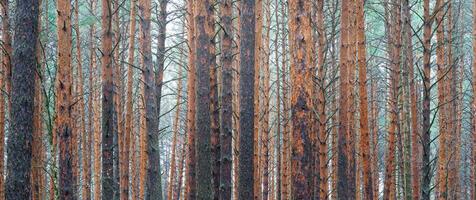 panorama av tall höst dimmig skog. rader av tall trunkar höljd i dimma på en molnig dag. foto