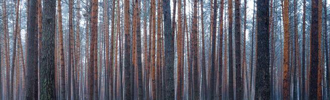 panorama av tall höst dimmig skog. rader av tall trunkar höljd i dimma på en molnig dag. foto