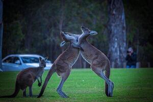 duellering kängurur i skymning ljus foto