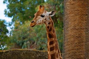 giraffs lugn profil foto