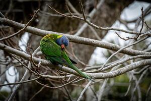 regnbåge lorikeet grooming foto