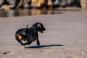 kust hund spänning 2 foto