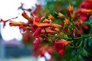 eldig trumpet blommar foto