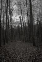 svartvit skog väg foto