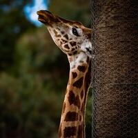 giraffs mild omfamning foto