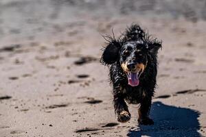 Lycklig sprinter på de Strand foto