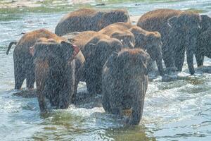 grupp av vild asiatisk elefant Bakom vatten stänk och badning i pinnawala by av sri lanka. pinnawala har de största besättning av fången elefanter i de värld. foto