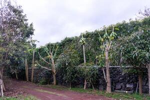 papaya träd lastad med mogen frukt, vibrerande färger, och frodig lövverk. perfekt för tropisk teman och jordbruks begrepp. foto
