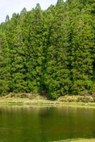 lugn barr- skog på lagoa do neger, terceira ö, azorerna. majestätisk träd och lugn vattnen erbjudande en fredlig fly. foto