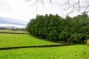 frodig grön Azorerna landsbygden med höga berg, Utsmyckad förbi träd, perfekt för naturtema. foto