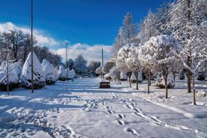 solnedgång eller gryning i en vinter- stad parkera med träd täckt med snö och is. foto