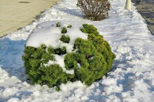 gran gren täckt med snö i vinter. vinter- väder och snöfall begrepp. foto