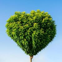 träd med grön löv i de form av en hjärta mot en blå himmel. de begrepp av kärlek för natur och miljö- skydd. hjärtans dag bakgrund. foto