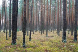 tall höst dimmig skog. rader av tall trunkar höljd i dimma på en molnig dag. foto