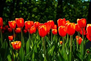 röd tulpaner belyst förbi solljus på en blomma säng. landskapsarkitektur. foto