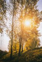 gul blad falla i de björk lund i gyllene höst på solnedgång. landskap. årgång filma estetisk. foto