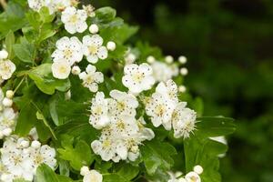 skön vit blommor av en allmänning hagtorn foto