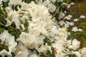 vit gul blommande rhododendron i vår foto