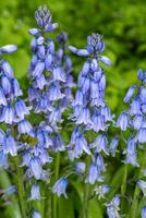 skön blå blommande hybrid blåklocka på de skog golv foto