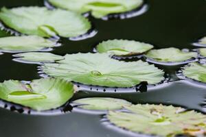 amazon regn skog vatten lilly. lotus löv floatomg på vatten foto