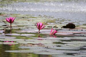 stänga upp se av par av rosa näckros i blomm flytande på de sjö foto