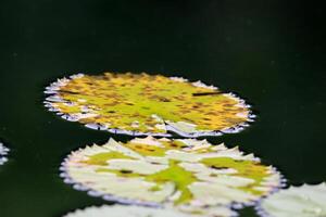 amazon regn skog vatten lilly. lotus löv floatomg på vatten foto