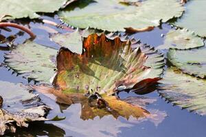 amazon regn skog vatten lilly. lotus löv floatomg på vatten foto