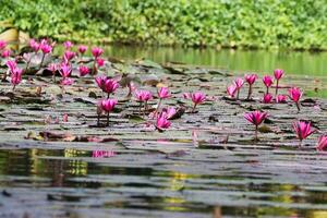 stänga upp se av par av rosa näckros i blomm flytande på de sjö foto