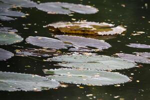 amazon regn skog vatten lilly. lotus löv floatomg på vatten foto